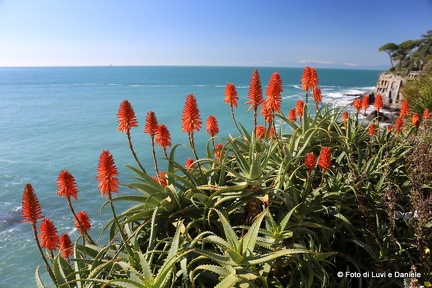 fiori rossi aloe2