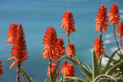 fiori rossi aloe3