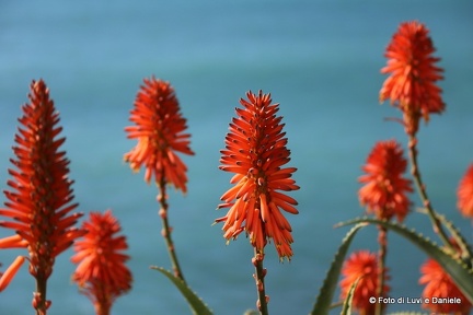 fiori rossi aloe4