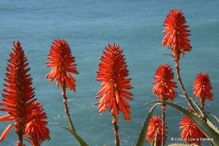 fiori rossi aloe5