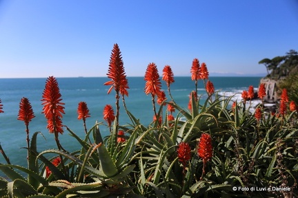 fiori rossi aloe6