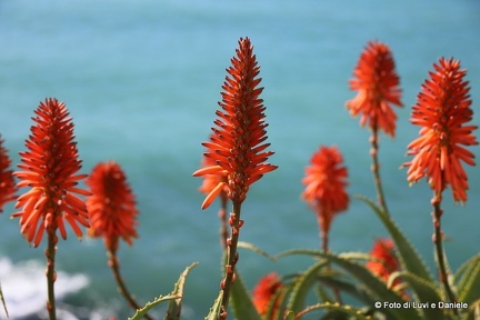 fiori rossi aloe7