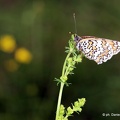 Farfalla