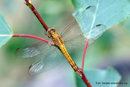 Libellula
