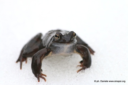 Rana temporaria