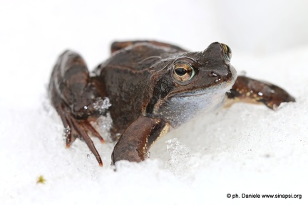 Rana temporaria