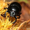 Geotrupidae