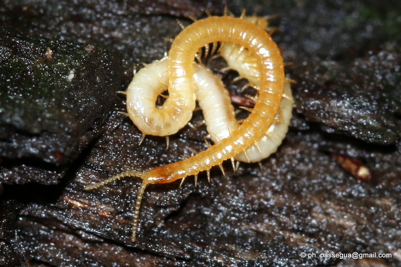 Geophilomorpha Geophilidae