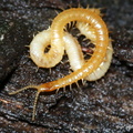 Geophilomorpha Geophilidae