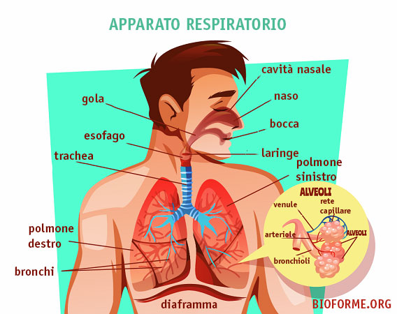 apparato-respiratorio-schema.jpg