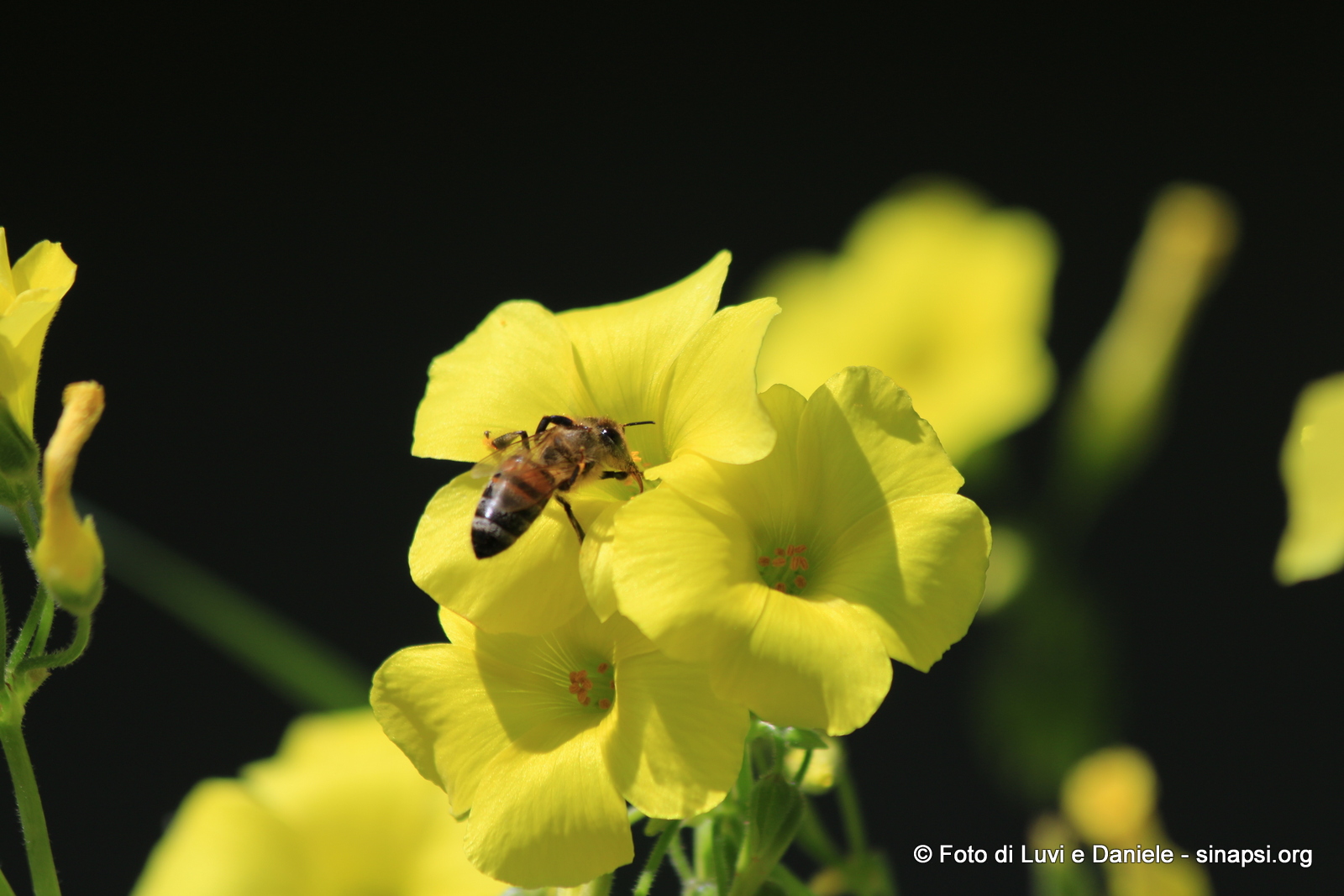 ape e fiore giallo