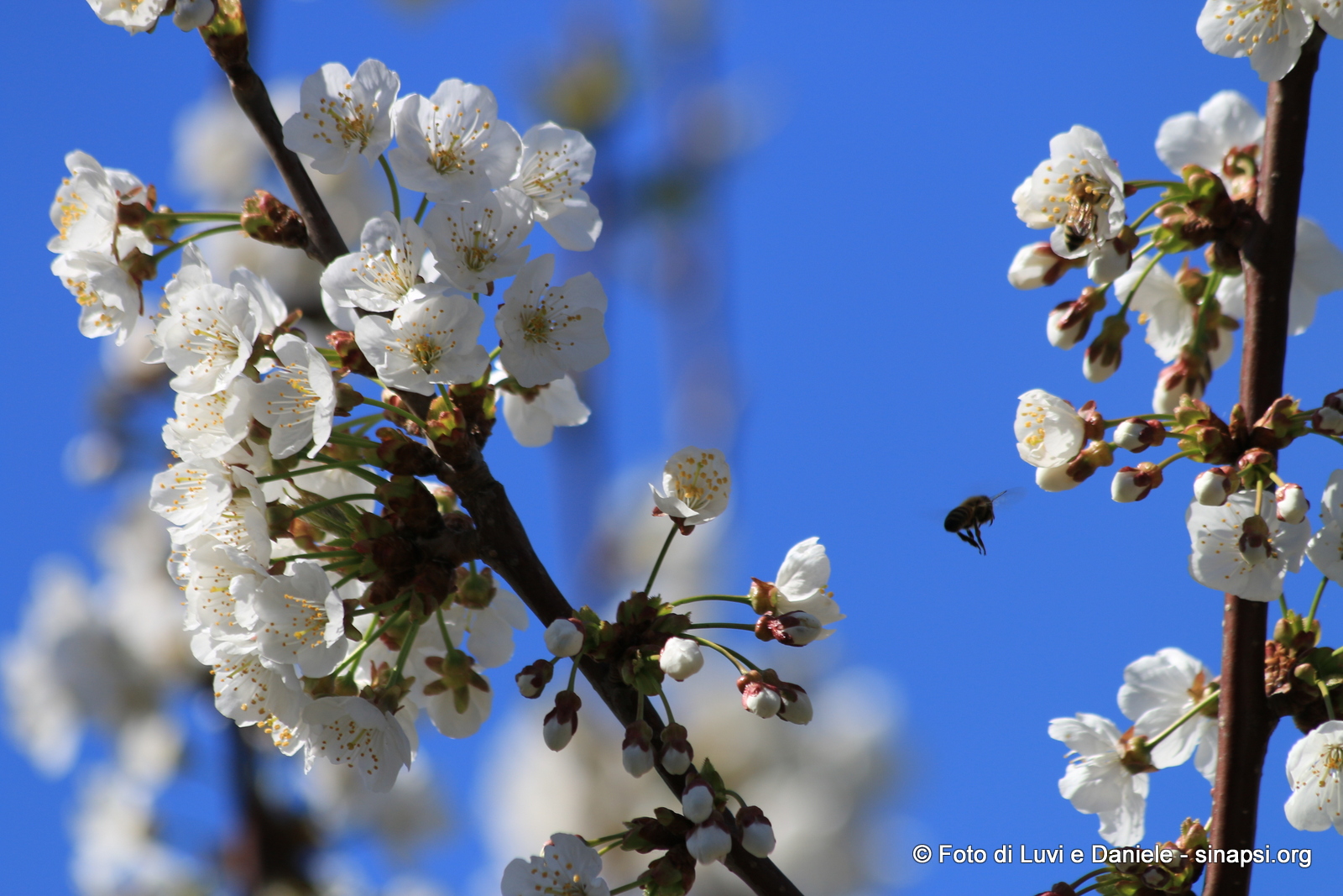 fiori di ciliegio con ape in volo