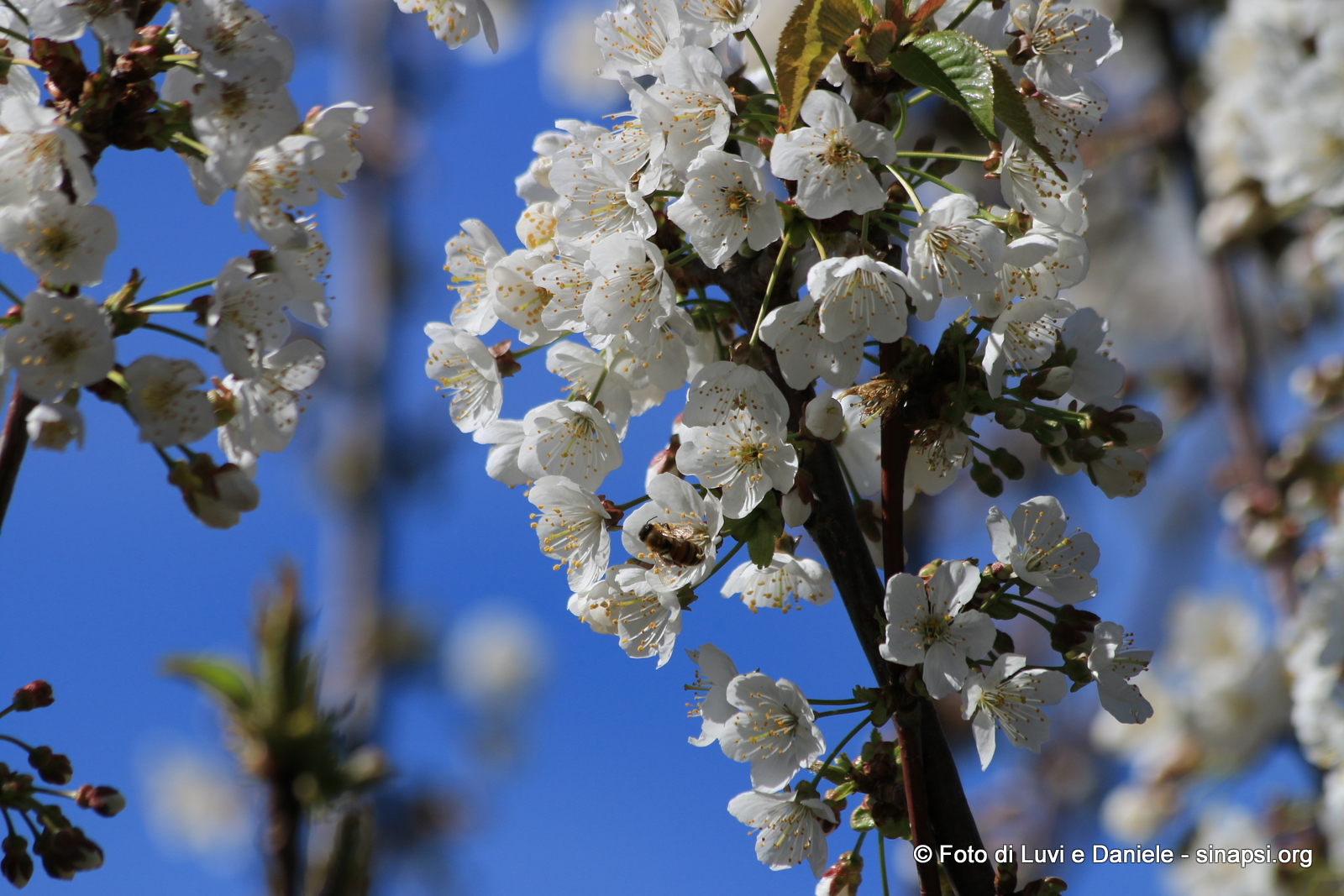 fiori di ciliegio