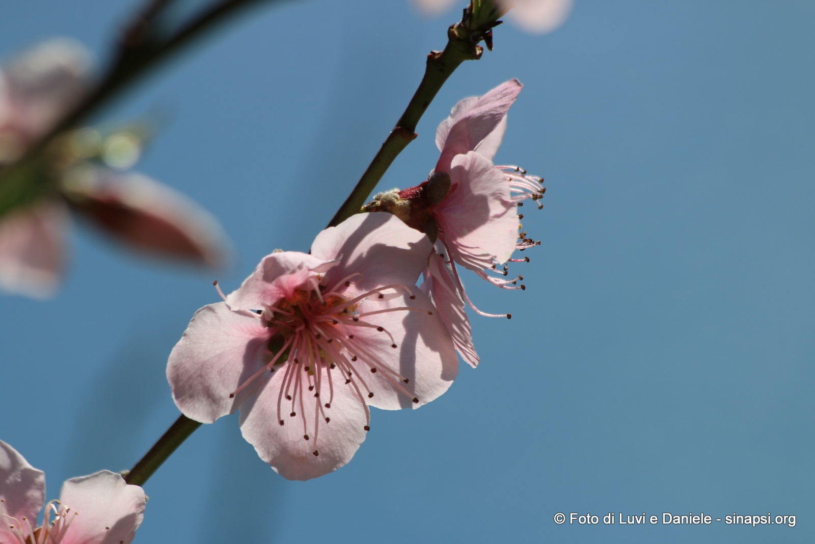 fiori di pesco