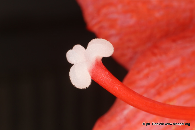 Stigma e pistillo di Amaryllis