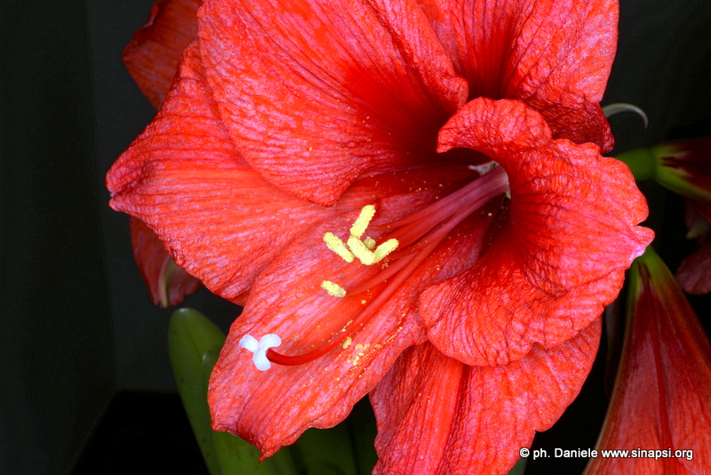 Amaryllis