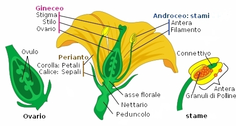 Parti del fiore