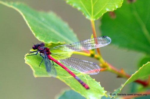 Libellula