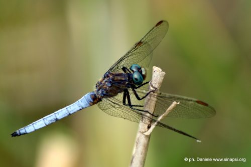 Libellula