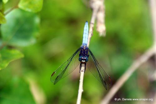 Libellula