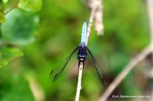 Libellula