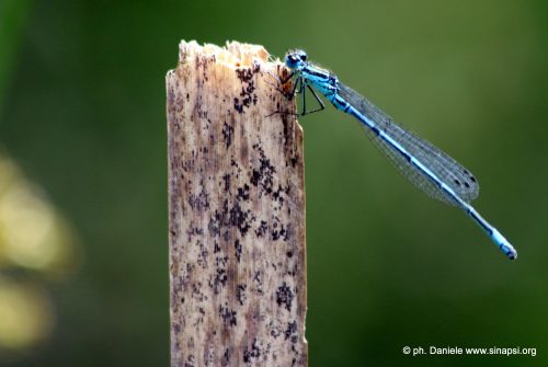 Libellula