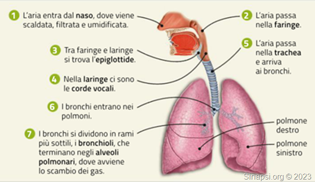 Apparato respiratorio