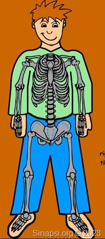 Metti a posto le ossa del corpo umano