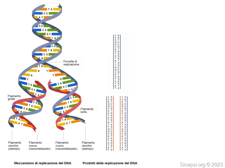 Replicazione del DNA